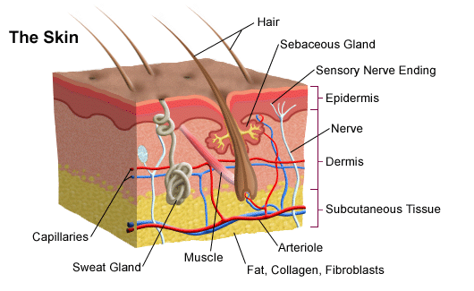 The dermis is the middle layer of skin. It contains hair follicles, 