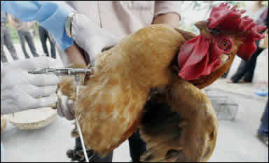 Bird Flu
