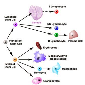 Immune System