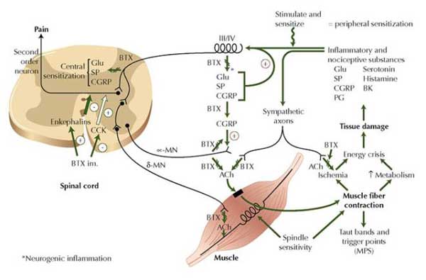 Painkillers enhance Muscle mass