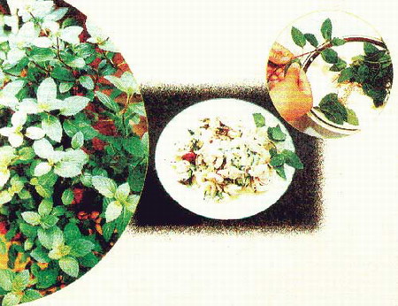 Pudina