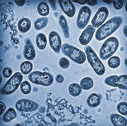 Salmonella bacterium