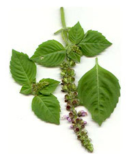 Tulsi