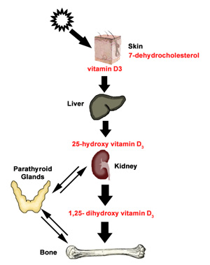 signs symptoms of vitamin d toxicity