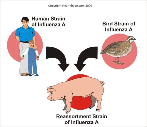 Symptoms Of Swine Flu. Swine flu , now known as the