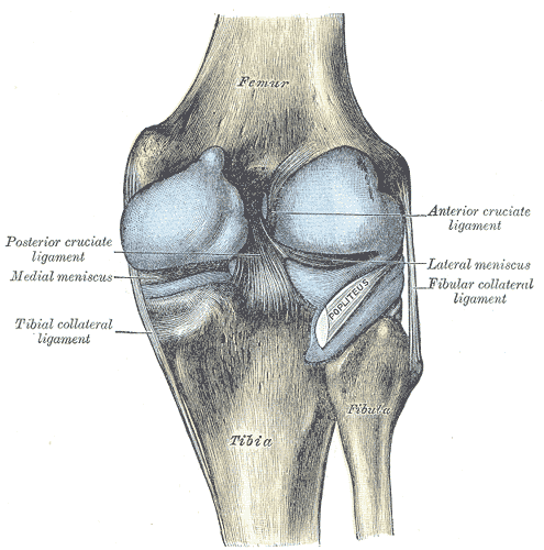 Synovial Joint Knee. Picture 2: Knee joint: back