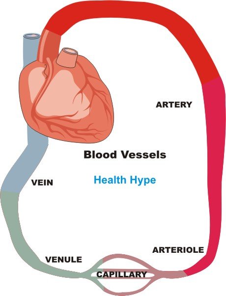 arteries and veins diagram. of arteries and veins.
