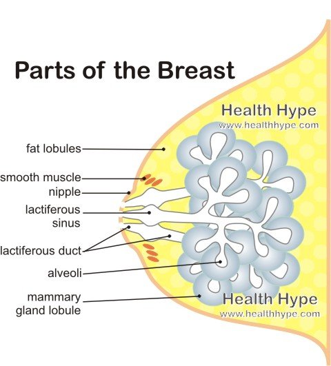Parts Of The Boob 106
