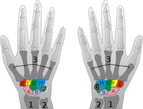 carpal bones