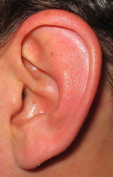 Outer Ear Parts – External Ear Anatomy, Diagram and Pictures