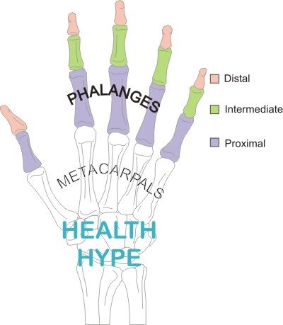 Finger Anatomy, Bones, Joints, Muscle Movements and Nerves | Healthhype.com