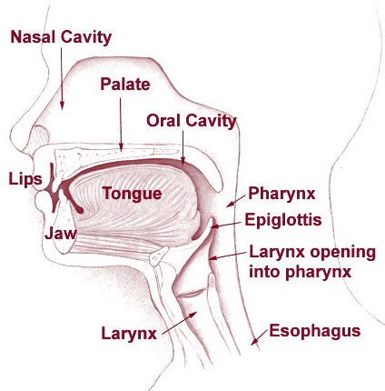 Head and neck