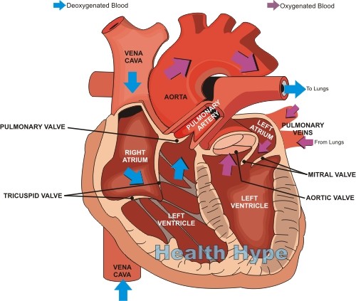 Adult Heart Murmurs 105