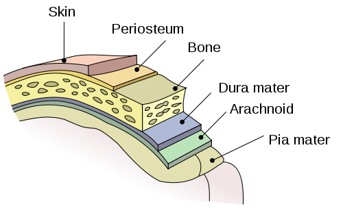 meninges