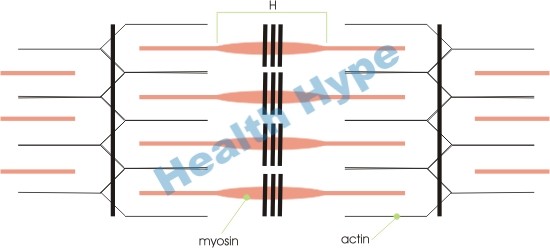 myosin and actin