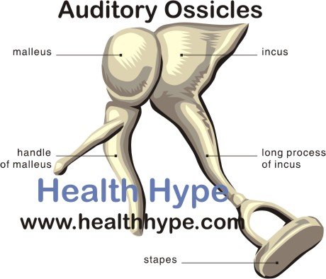 Ear Ossicles; Auditory Ossicles