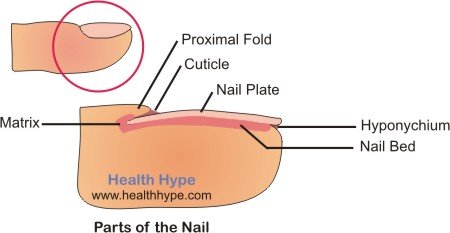 The sides of the nail are surrounded by the nail folds and an extension of
