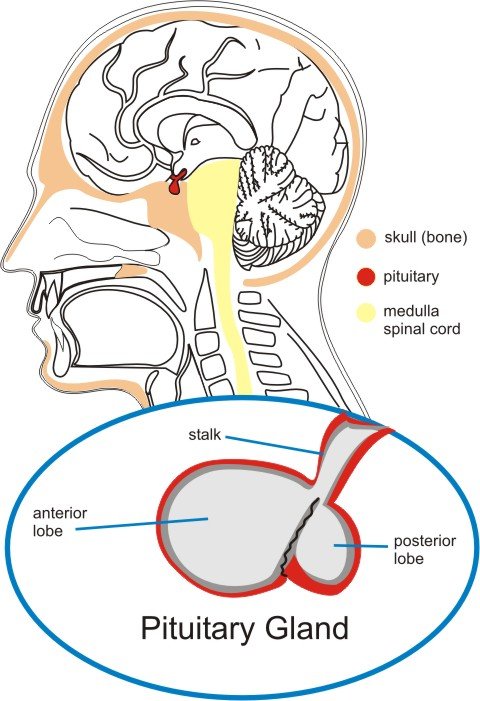 What are the symptoms of pituitary gland cysts?