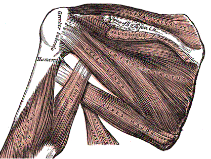 Rotator Cuff Muscles. rotator cuff muscles