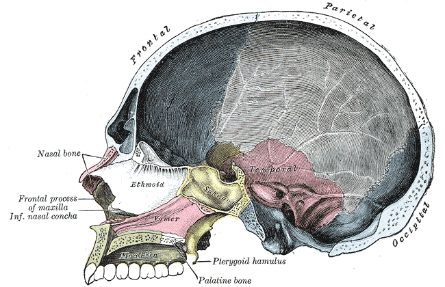Sinus Cavities (Paranasal Sinuses) Location, Anatomy, Pictures
