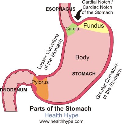 Stomach Location (Anatomical Position), Parts and Pictures | Healthhype.com