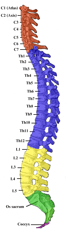 vertebrae