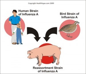 flu swine influenza prevention pigs healthhype flue swineflu