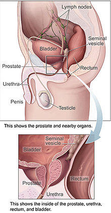 Prostate Gland Diagram