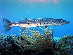 Tropical fish Barracuda