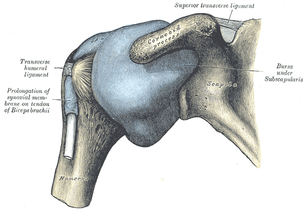 Shoulder Joint Capsule