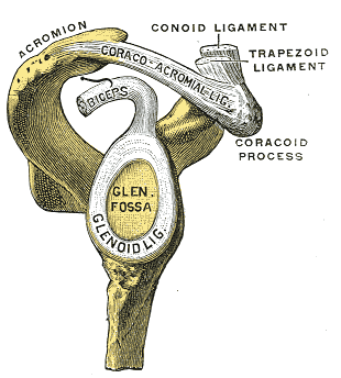 Coraco-acromial Arch