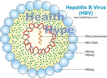 does hepatitis b virus go away