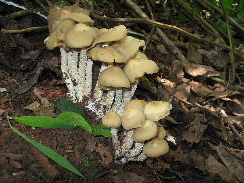 Psilocybe zapotecorum mushroom