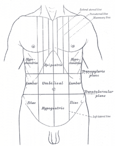 abdominal regions