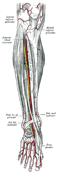 Leg Arteries (Thigh, Lower Leg, Feet) Anatomy, Names, Pictures