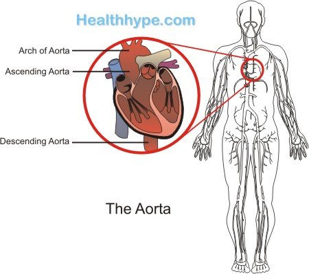 Anatomy, Parts of the Aorta