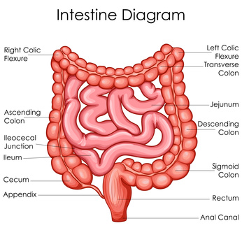 Colon Large Intestine