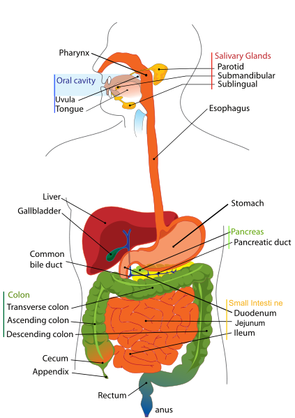 Anatomy of digestive system, small and large intestine (bowel)