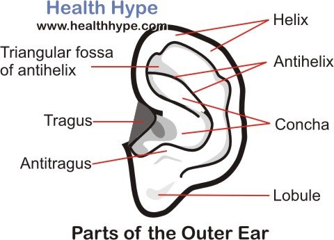 Human Ear – Anatomy, Parts (Outer, Middle, Inner), Diagram | Healthhype.com