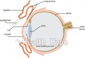 Parts of the Human Eye