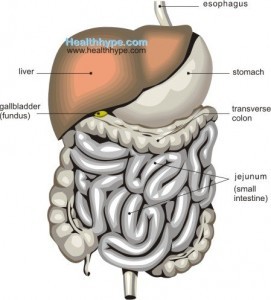 Gallbladder Location, Anatomy, Parts, Function, Pictures | Healthhype.com