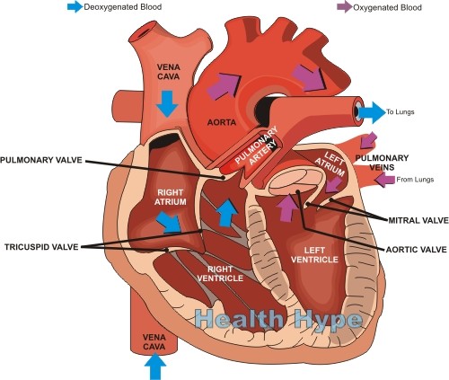 Structure of the Heart