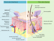 Skin Topic Human Skin Anatomy - Structure of Epidermis and Dermis Layers - Healthhype