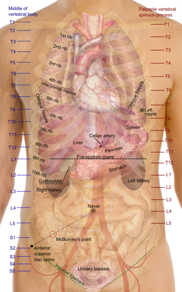 Diaphragm (Human Thorax) Location, Anatomy, Function and Position