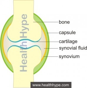 Joint Anatomy