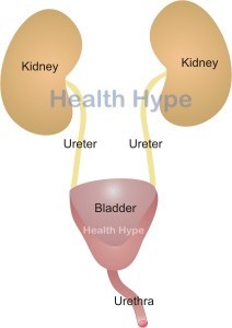 Kidney & Bladder