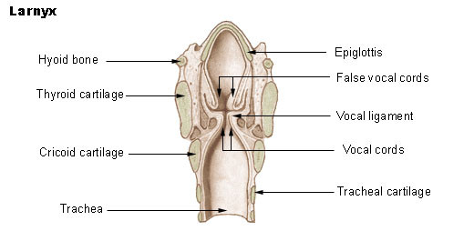 Larynx with the vocal cords