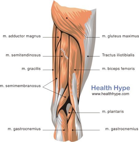Upper Leg Muscle Chart