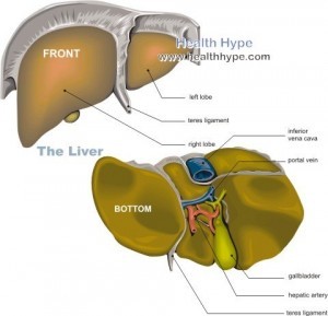 What is the Liver? Anatomy, Functions, Metabolism, Pictures