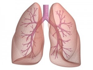 Tracheobronchial tree leading to the lungs
